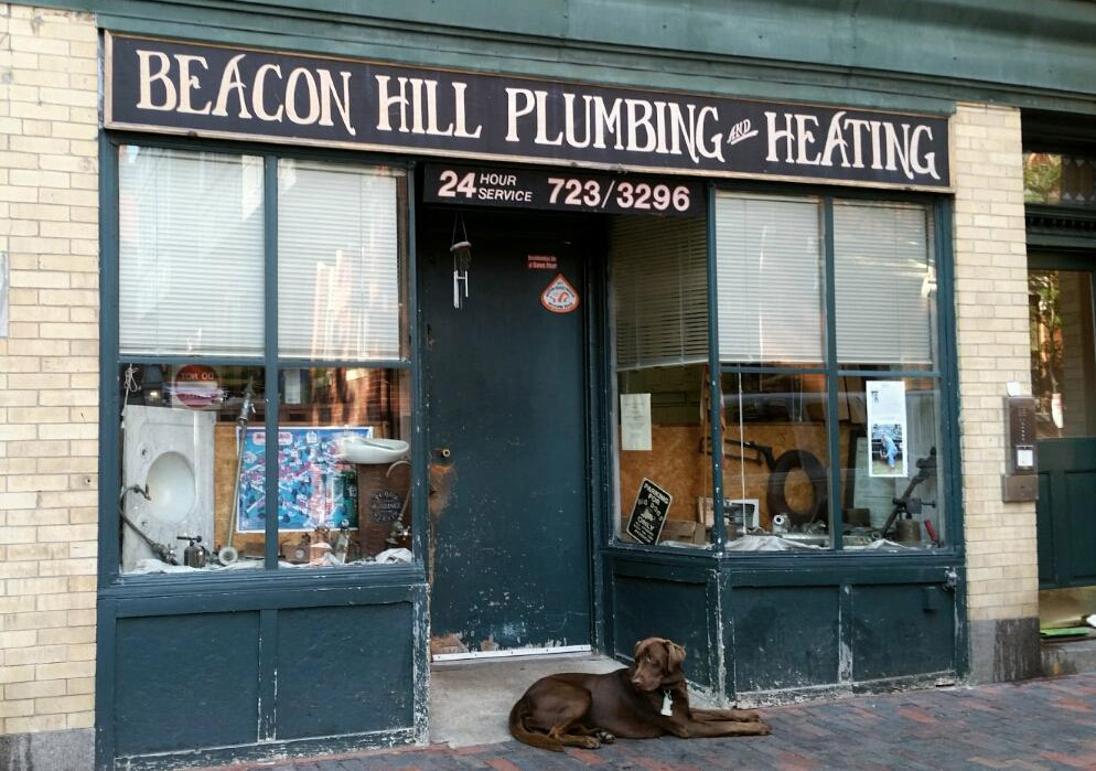 Dog on Beacon Hill in Boston