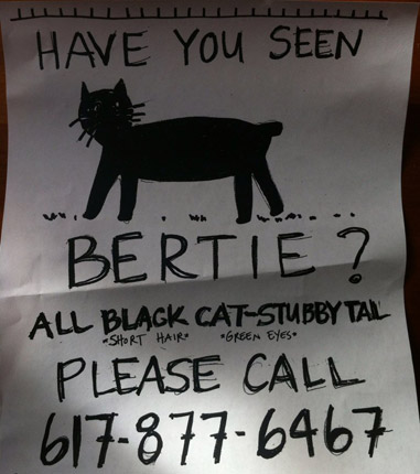 Bertie the stubby-tailed cat lost in Roslindale