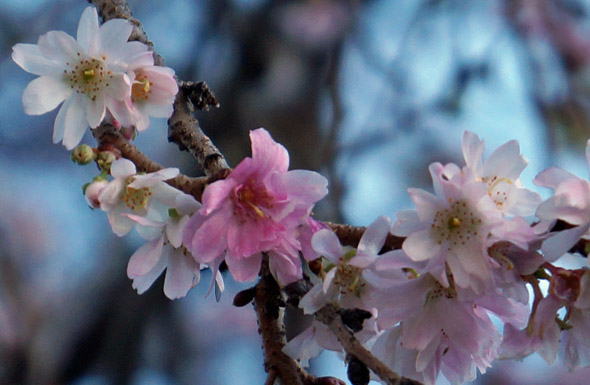 Cherry tree blossom in Boston's Public Garden
