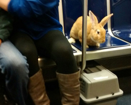 Bunny on the Blue Line