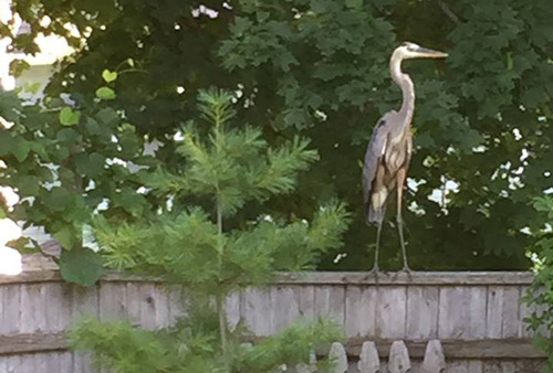 Blue heron visits Metropolitan Hill in Roslindale