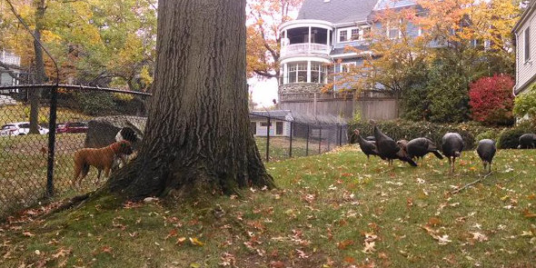 Dogs vs. turkeys in Brighton