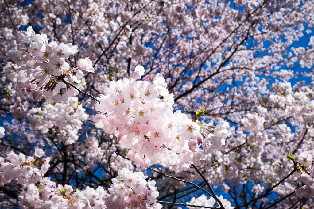 Cherry blossoms at the Arnold Arboretum