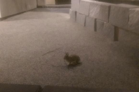 Bunny rabbit at the Federal Reserve Bank