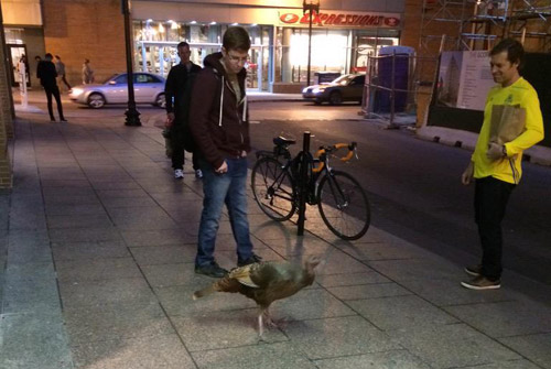 Turkey in downtown Boston