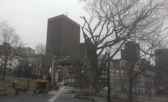 Tree being removed on Boston Common due to Dutch Elm Disease