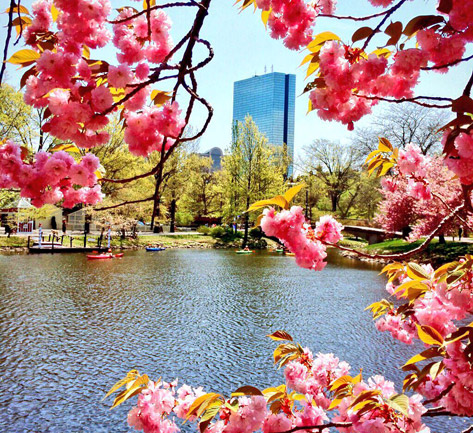 Boston's Hancock building seen through pink blossoms along the Esplanade