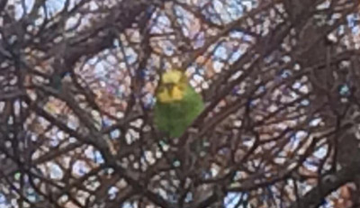 Parakeet in a tree in Jamaica Plain
