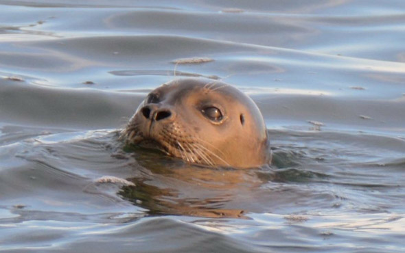 Seal off Castle Island