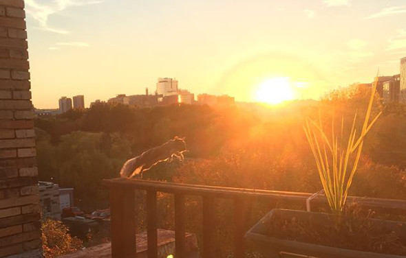 Squirrel leaps in front of setting sun in Boston's Fenway neighborhood