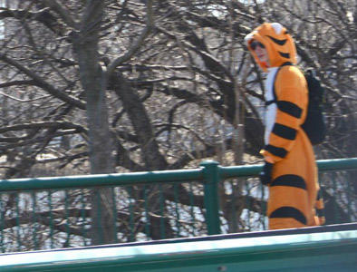 Human tiger on the Esplanade