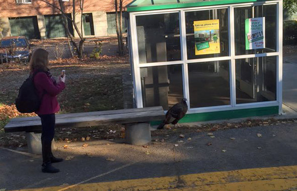 Turkey at a Brookline MBTA stop