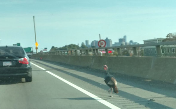 Turkey on I-93 in Dorchester