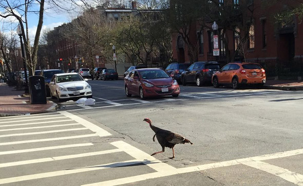 Turkey on Appleton Street in the South End