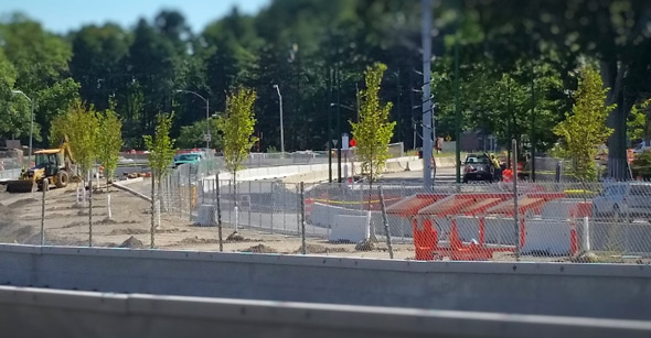 New trees along the Arborway in Jamaica Plain