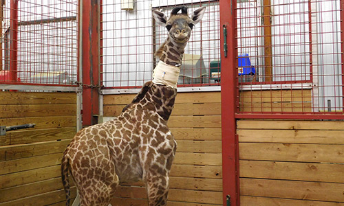 Baby giraffe at Franklin Park Zoo