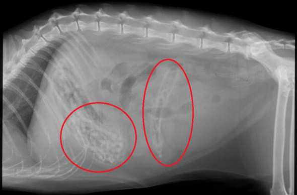 Hair elastics on cat's X-ray