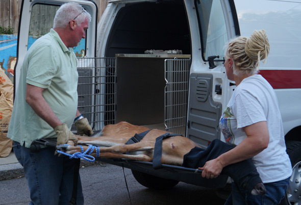 Deer being loaded into a truck by Boston Animal Control