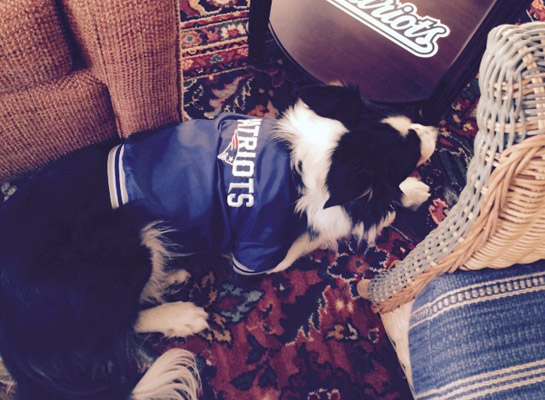 Dog wearing a Patriots jersey