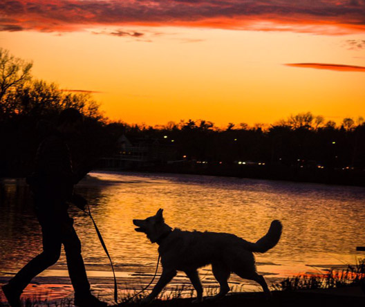 Dog on the banks of the Charles River at sunset