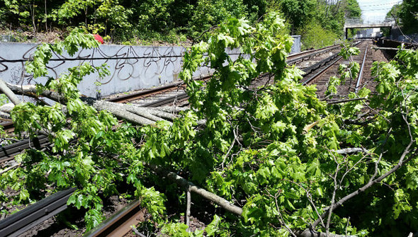 Fallen tree on the Orange Line