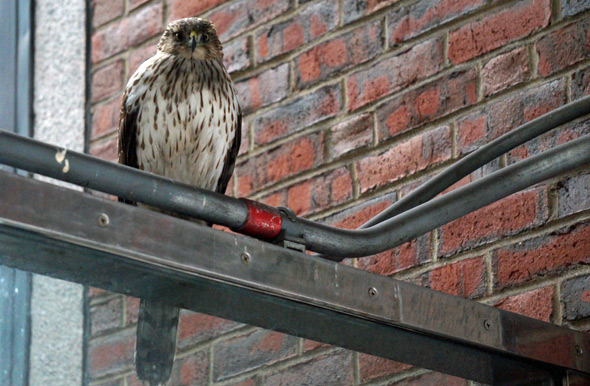 Hawk at Green Street station on the Orange Line