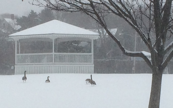 Geese in the snow in Hull