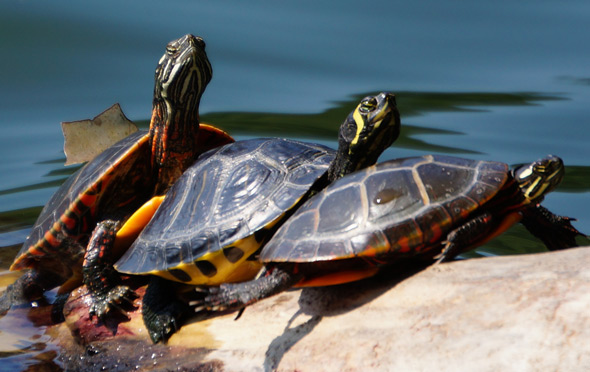 Turtles at Jamaica Pond