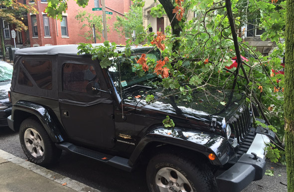 Tree comes down on South Boston Jeep