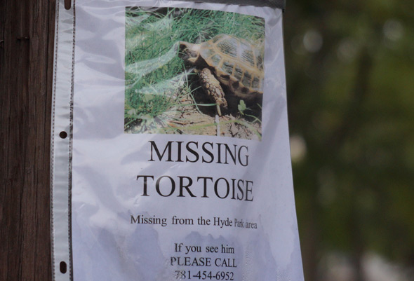 Missing tortoise in Hyde Park