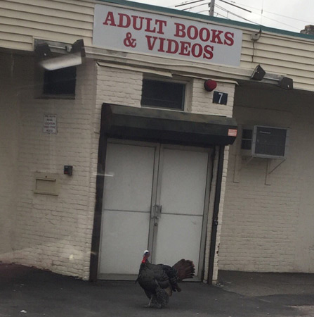 Turkey outside porno shop in Somerville