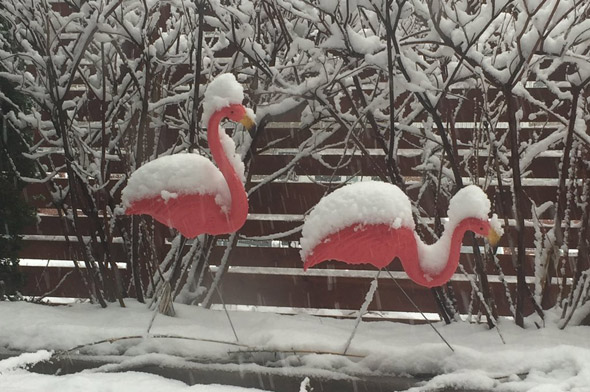 Pink flamingos in the snow