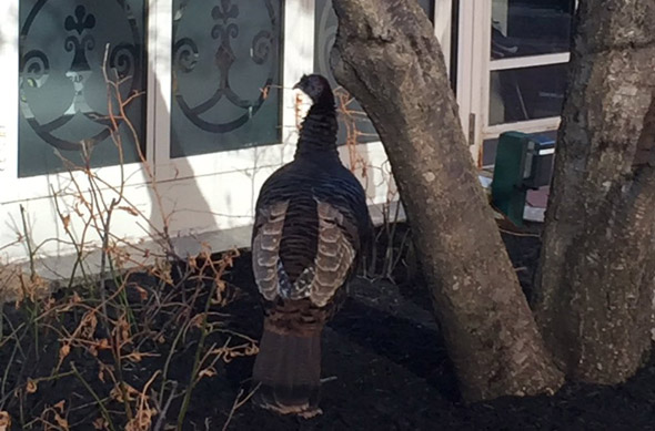 Turkey in Post Office Square in Boston