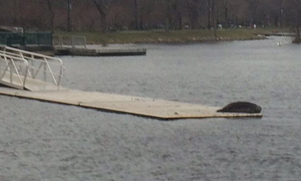 Seal on a dock in the Charles River