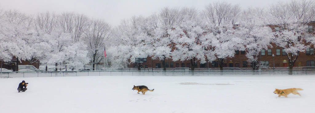 Dogs running in the snow in Peters Park in Boston's South End