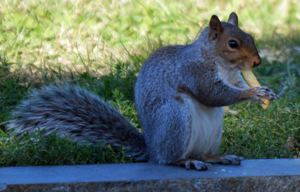 Squirrel with a French fry on the Common