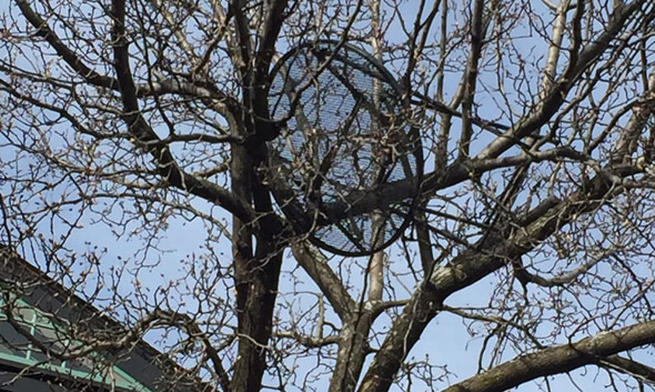 A table in a tree on Beacon Hill