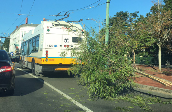 Tree interfering with a 71 bus