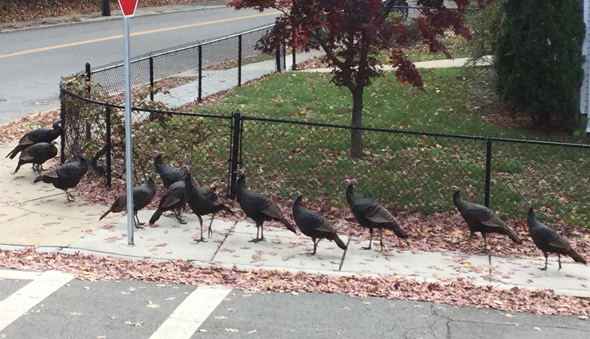 A lot of turkeys in West Roxbury