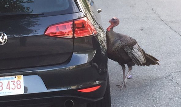 Turkey pecking at car in Mattapan
