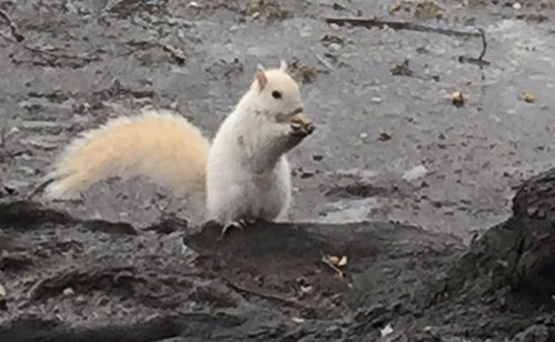 White squirrel on Boston Common