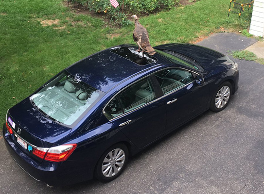 Turkey on a city councilor's car in Roslindale