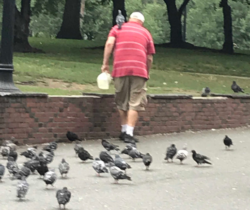 Boston Common Pigeon Guy