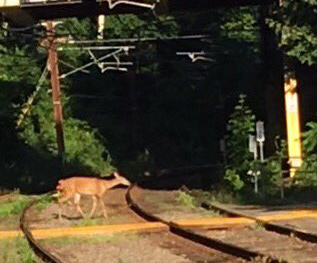 Deer on Green Line tracks in Newton