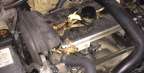Chicken wings under the hood of a car