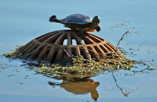 Turtle at Jamaica Pond