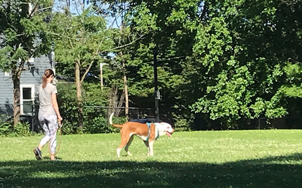 Big dog in Johnson Park