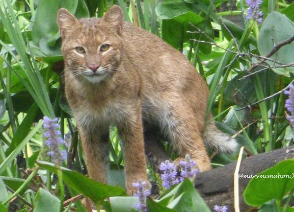 Bobcat in Boston?