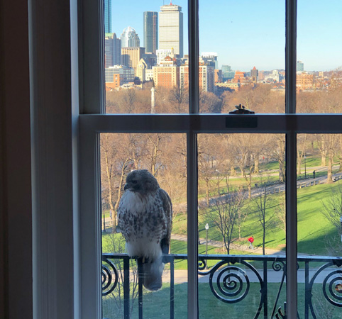 Hawk at a window