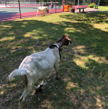 Free-range goats at Dorchester Park